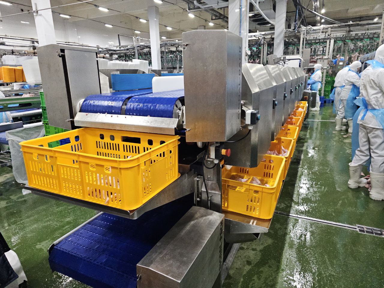 Грейдер-сортировщик продукта: автоматизация контроля веса и категоризации 