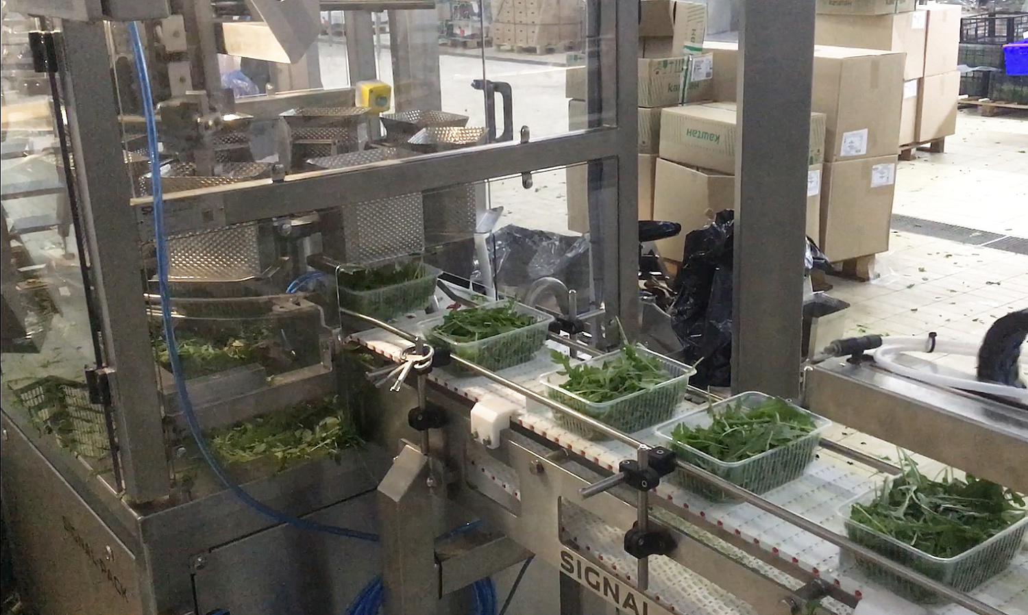 Производство свежих салатов и овощей: дозирование и упаковка зелени